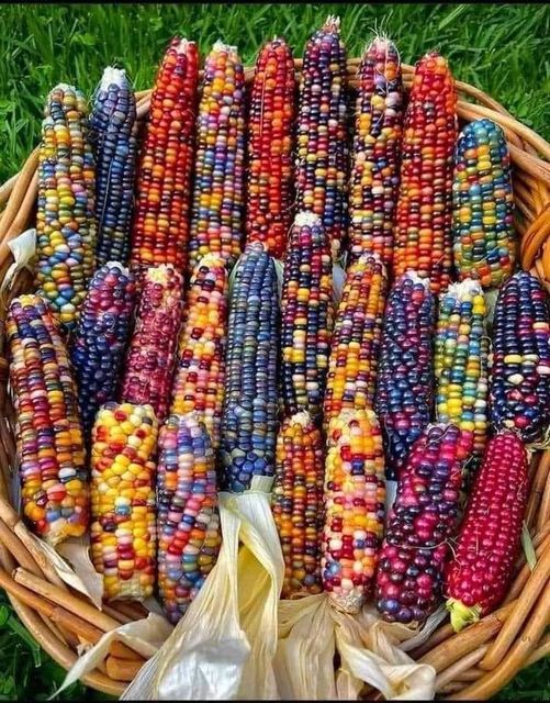 magioliveira's tweet photo. beautiful colors🧡💛❤💚💜💙 https://t.co/dMFIxaizXc