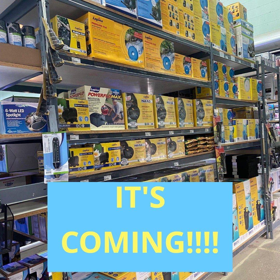 Pisces_pets's tweet photo. Pond Season is coming!!! Who's excited?! Comment below.
#piscespets #shoplocal #localbusinessyyc #pondsseason #outdoorpond https://t.co/ZaGfjIOczB