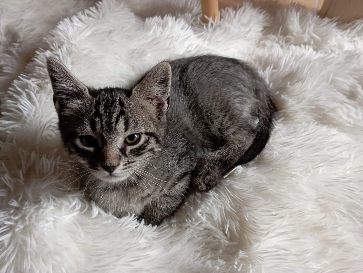 nico_vste's tweet photo. 🐱 https://t.co/Dzl5mcnqAs