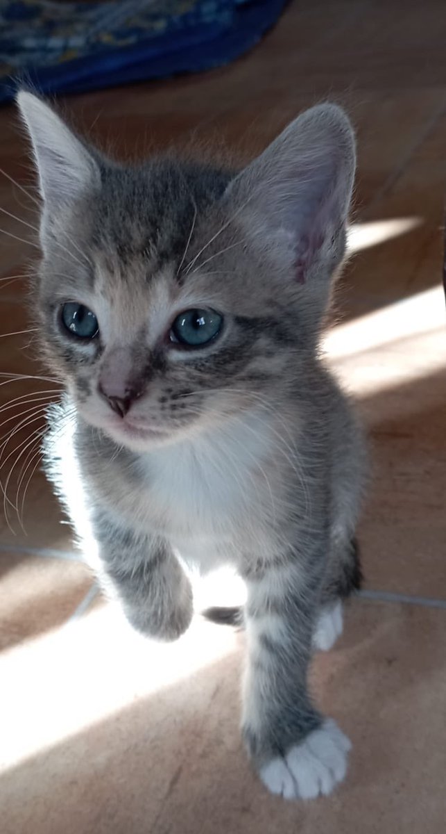nico_vste's tweet photo. 🐱 https://t.co/Dzl5mcnqAs