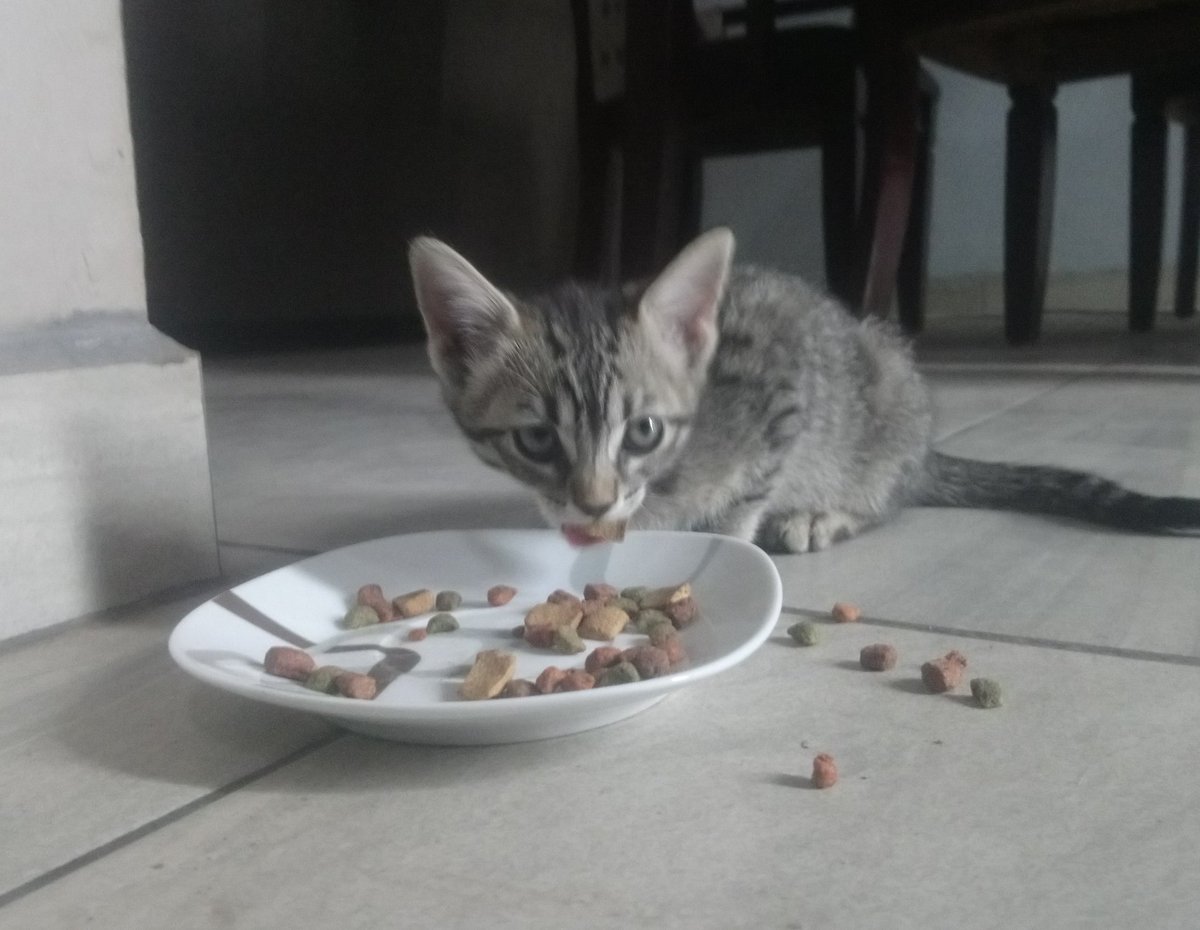Rescate esta gatita de un patio. Esta en #AdopcionResponsable en #mexicali. Cuando sea posible yo me encargaré de la esterilización y el veterinario, pero no me puedo quedar con ella. Ya come croquetas y esta aprendiendo a usar el arenero. <a href="/LordGatus/">Lord Gatus</a> me ayudas a difundir?