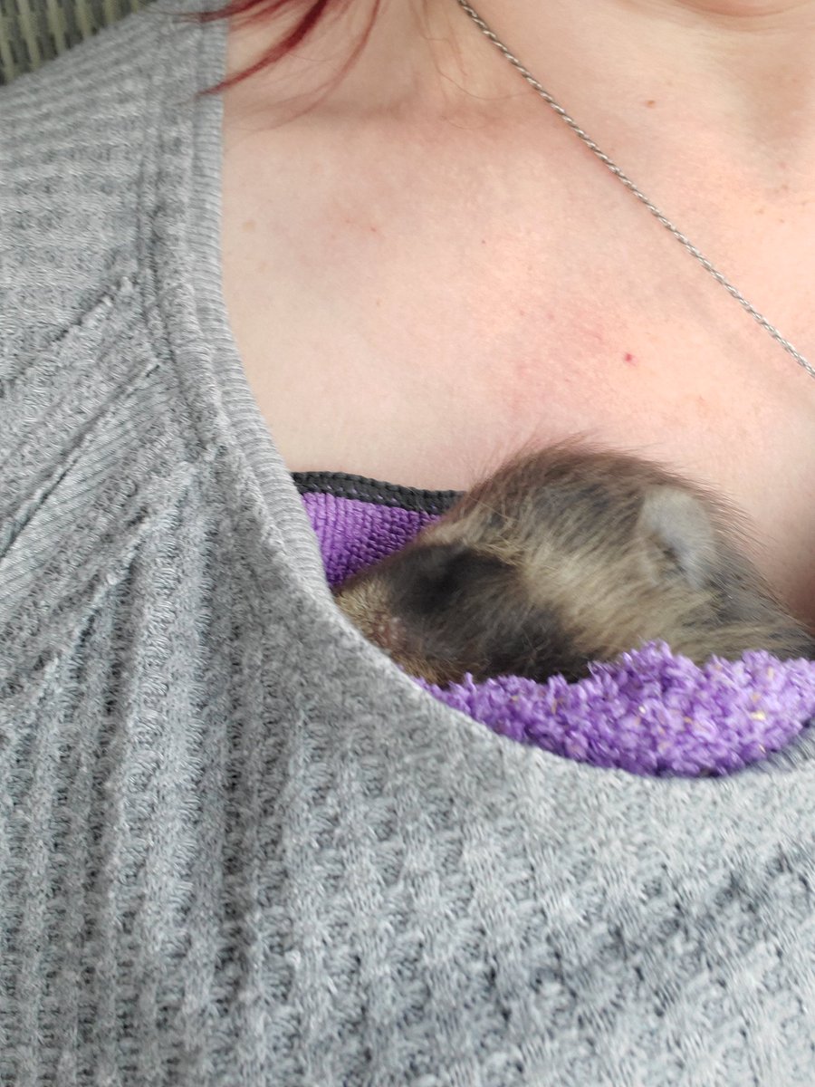So I've spent two days with a baby racoon in my bra. Found a experienced person to take him. My life is never normal