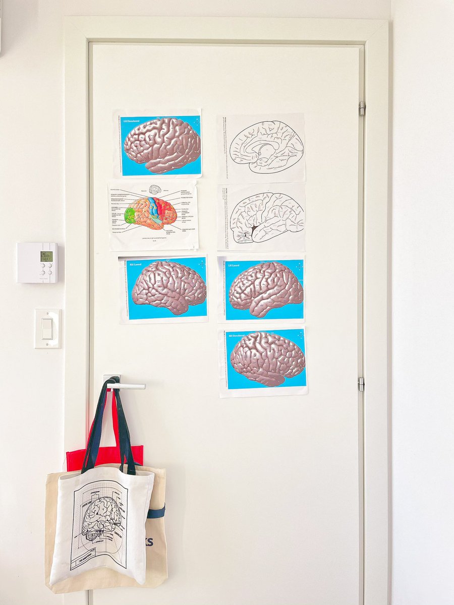 MingzeLi16's tweet photo. Title: New room decor☺️💕🧠
Alternative Title: A real fan of the brain https://t.co/RiBZ27eLU8