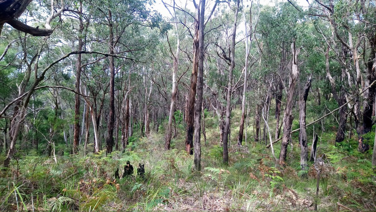SaveArthursSeat's tweet photo. During this week we are asking Flinders' candidates their thoughts on protecting 115 and 121 Boundary Rd.
The two properties are still vulnerable to inappropriate development in the future.
Next week we will be posting responses from candidates.
#savearthursseat
#savewonga https://t.co/MlNyKWeSQ7