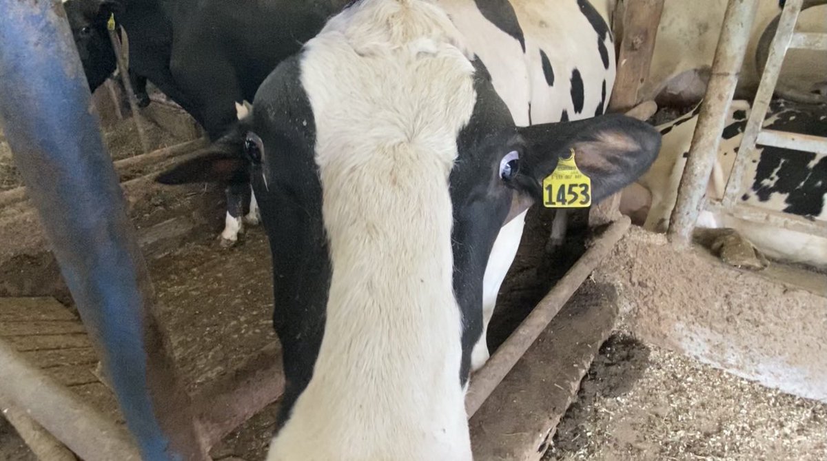 WeatherWorldPSU's tweet photo. Weather impacts udderly all aspects of dairy farming. @WxReppert explains: https://t.co/Ui32in8oGT #cowhumor https://t.co/saCjitV5BW