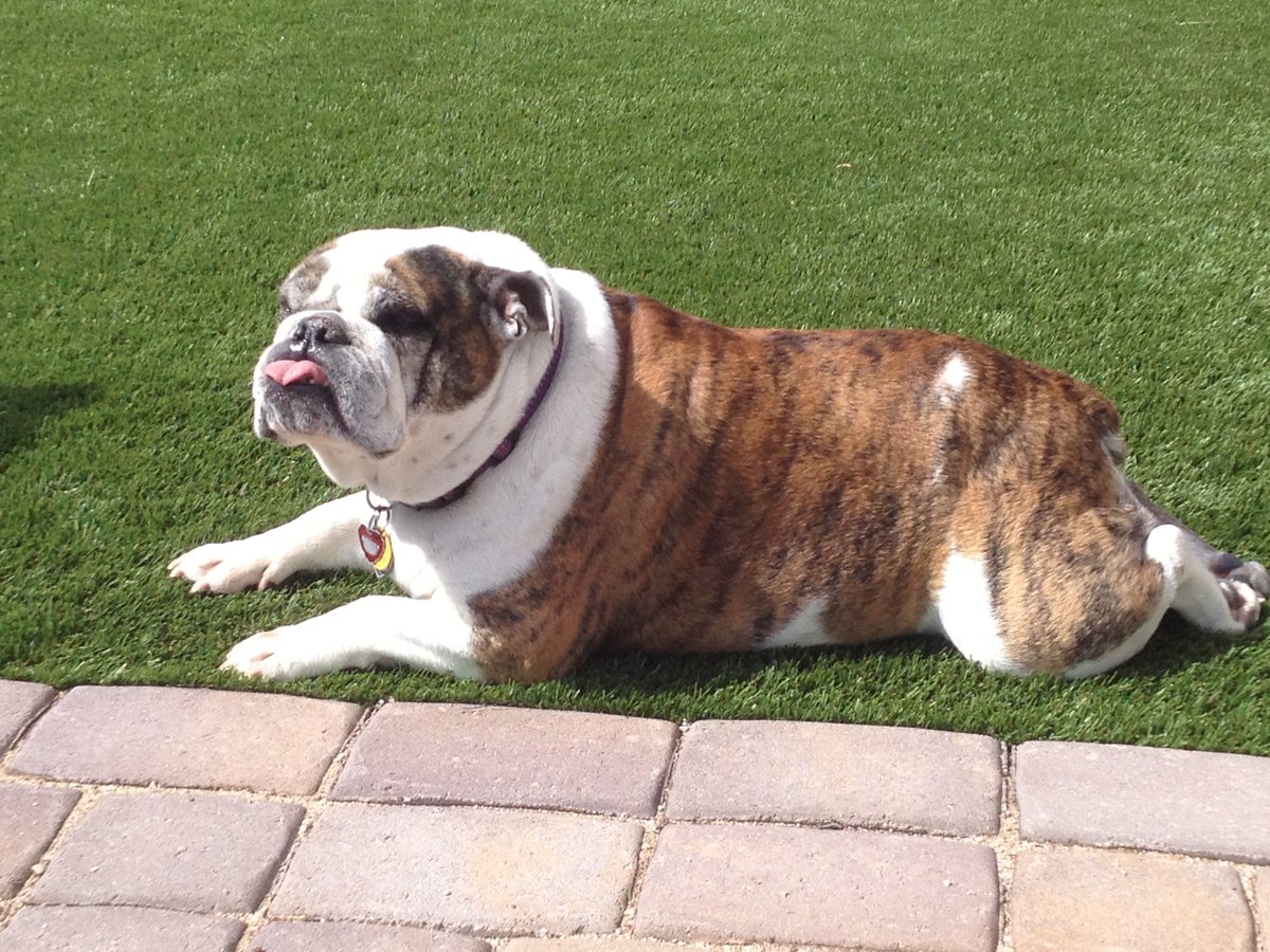 FT_Landscape's tweet photo. 4 Paw approval with our @FT_Landscape Products..๐ฑ
#landscapingideas #landscape #lawn #turfgrass #lawncare #artificialgrass #landscapedesign #garden #artificialturf #gardening #syntheticturfinstall #fieldturf #puppyapproved #dogloverclub #dogsloveturf #turfhouse https://t.co/HJX9CMzhTe