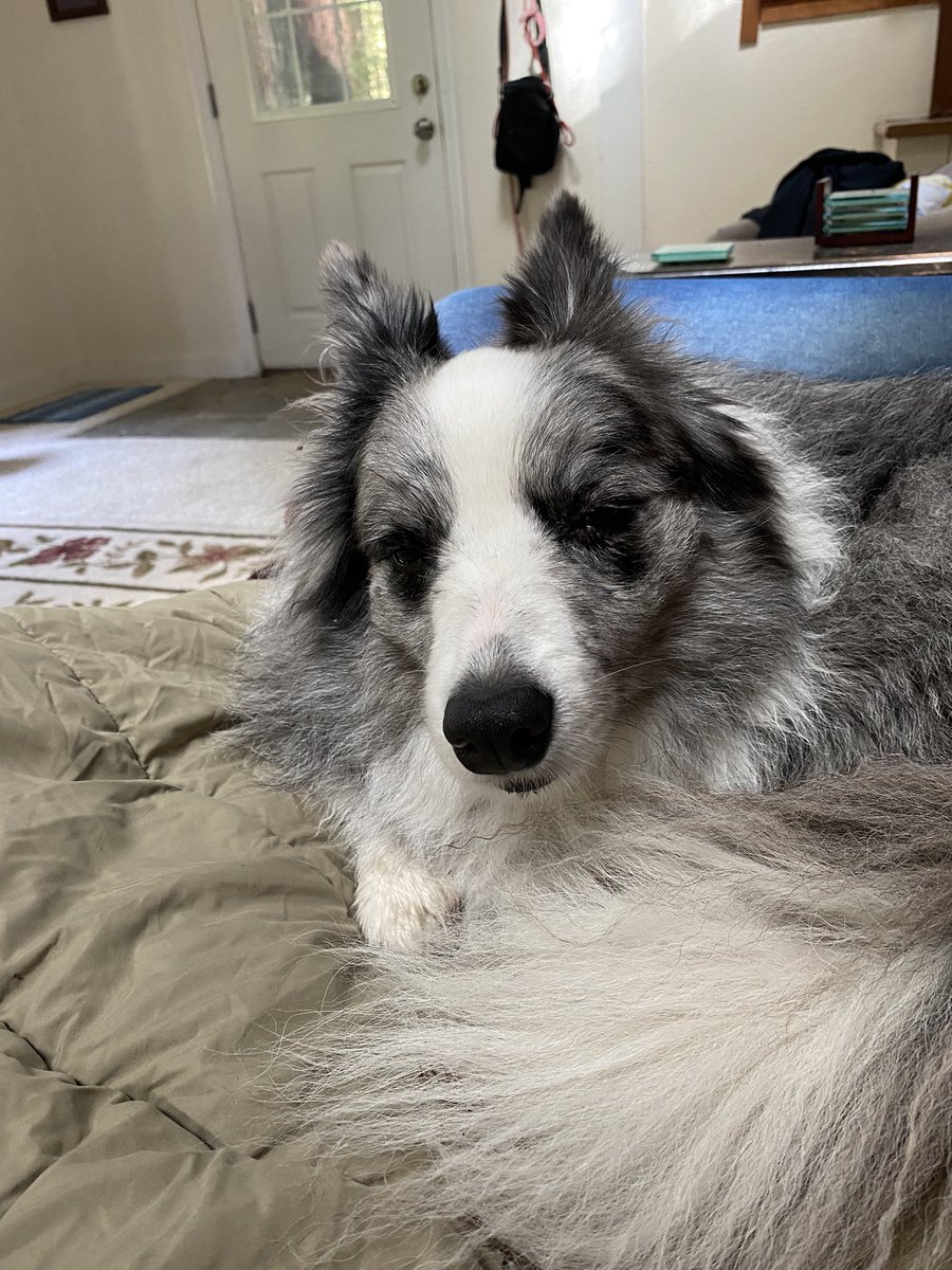 poodlemimi's tweet photo. My best friend Jo chased sticks in the river and now she’s tired. #borderCollie #collie #dogsoftwitter https://t.co/7aWAkRJn7B