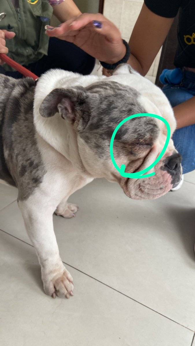 Esta es la víctima de Jonel Figueroa Zárate (25): "Max", un perro bulldog que, según los vecinos, es constantemente golpeado por este delincuente. Maltratar a un animal está penado según Ley 30407. Gracias a las valientes vecinas que actuaron #JusticiaParaMax (foto <a href="/luisaamanda/">Luisa Amanda</a>)