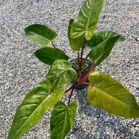 Get Growing Foundation tweet media