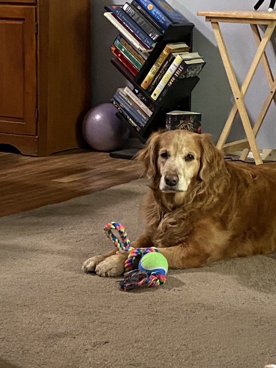 RebeccaElliso12's tweet photo. It’s my 8th birthday and one year anniversary of when I rescued Mom! This is one of my new toys, and I got lots of treats! Mom keeps snuggling me and smothering me with kisses! 😘🥰 #dogsoftwitter #goldenretriever https://t.co/rpci3TjB8K