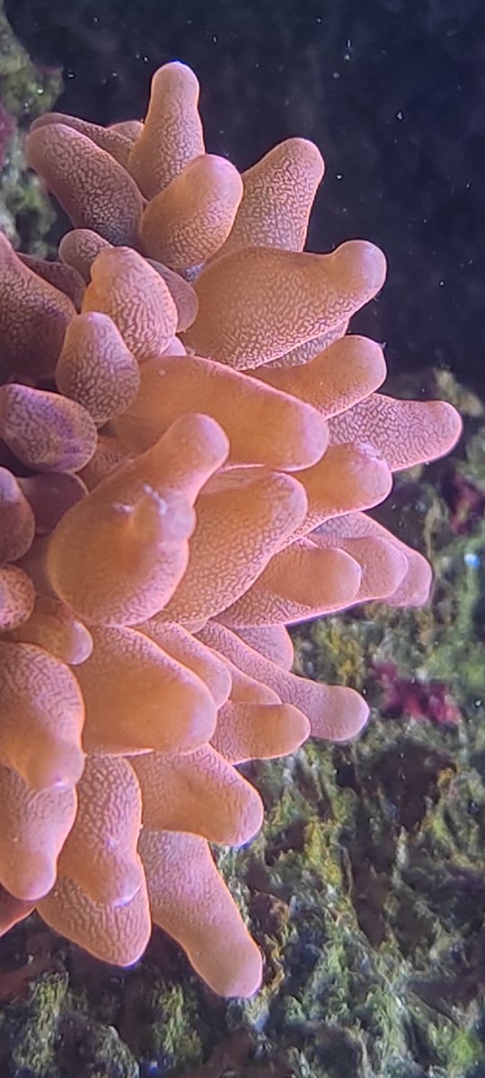 Dr Gustavo Mantovani (@sphandcenter) on Twitter photo 