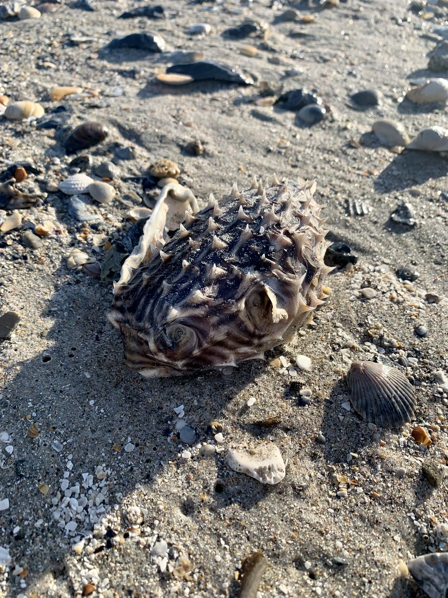 Hey <a href="/UNCims/">UNC IMS</a> &amp; <a href="/MarineUAS/">Duke Marine Lab UAS</a>! Any idea why dead pufferfish are washing up in #AtlanticBeach and #PKS #NC ? We found 10 today along the shore within a 1/3 mile stretch! #CuriousScienceTeacher #citizenscience