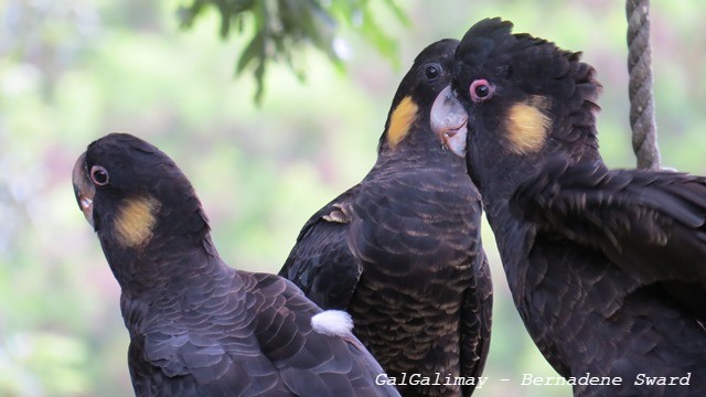 wlt_au's tweet photo. Three resident yellow-tailed black cockatoos at WLT sanctuary Galgalimay. 

Males can be recognised by their pink eye-rings, while females have a grey eye-ring and larger yellow cheek-patch! https://t.co/7iROhePQDi