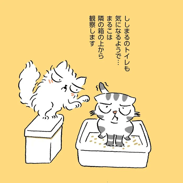いつの間にか突然なかよしに!! 先住猫と新参猫の寝る距離が近くなったお話【連載】渋ネコししまるさん#149|ねこのきもちWEB MAGAZINE https://t.co/pKD56UuWPp