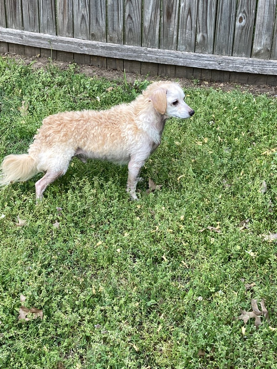 singyourlife_00's tweet photo. This is Buster. Poor guy was surrendered with the skin condition. Well onto his way to recovery, he’s a charming angel who may always be a little bit patchy. #adoptdogs #dogsoftwitter https://t.co/BGZIE41xfC