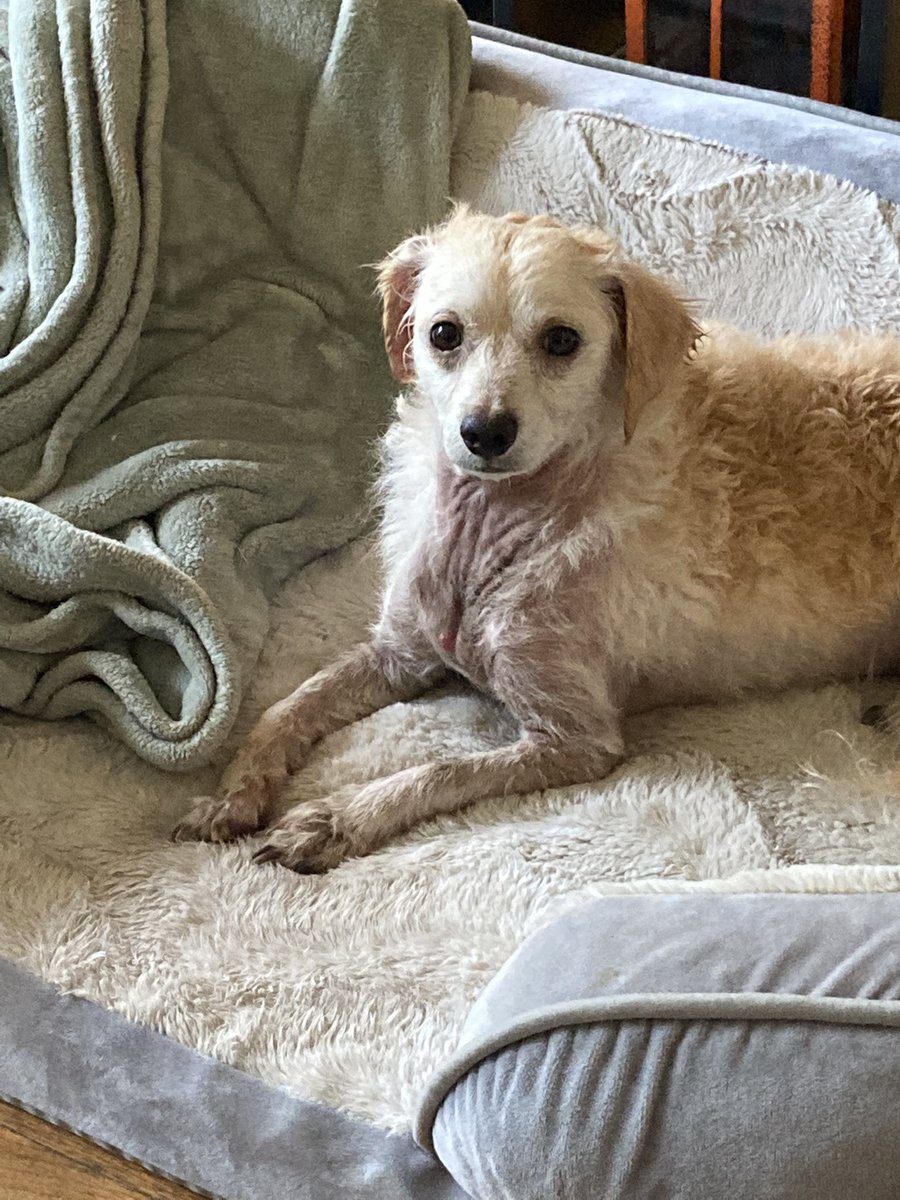singyourlife_00's tweet photo. This is Buster. Poor guy was surrendered with the skin condition. Well onto his way to recovery, he’s a charming angel who may always be a little bit patchy. #adoptdogs #dogsoftwitter https://t.co/BGZIE41xfC