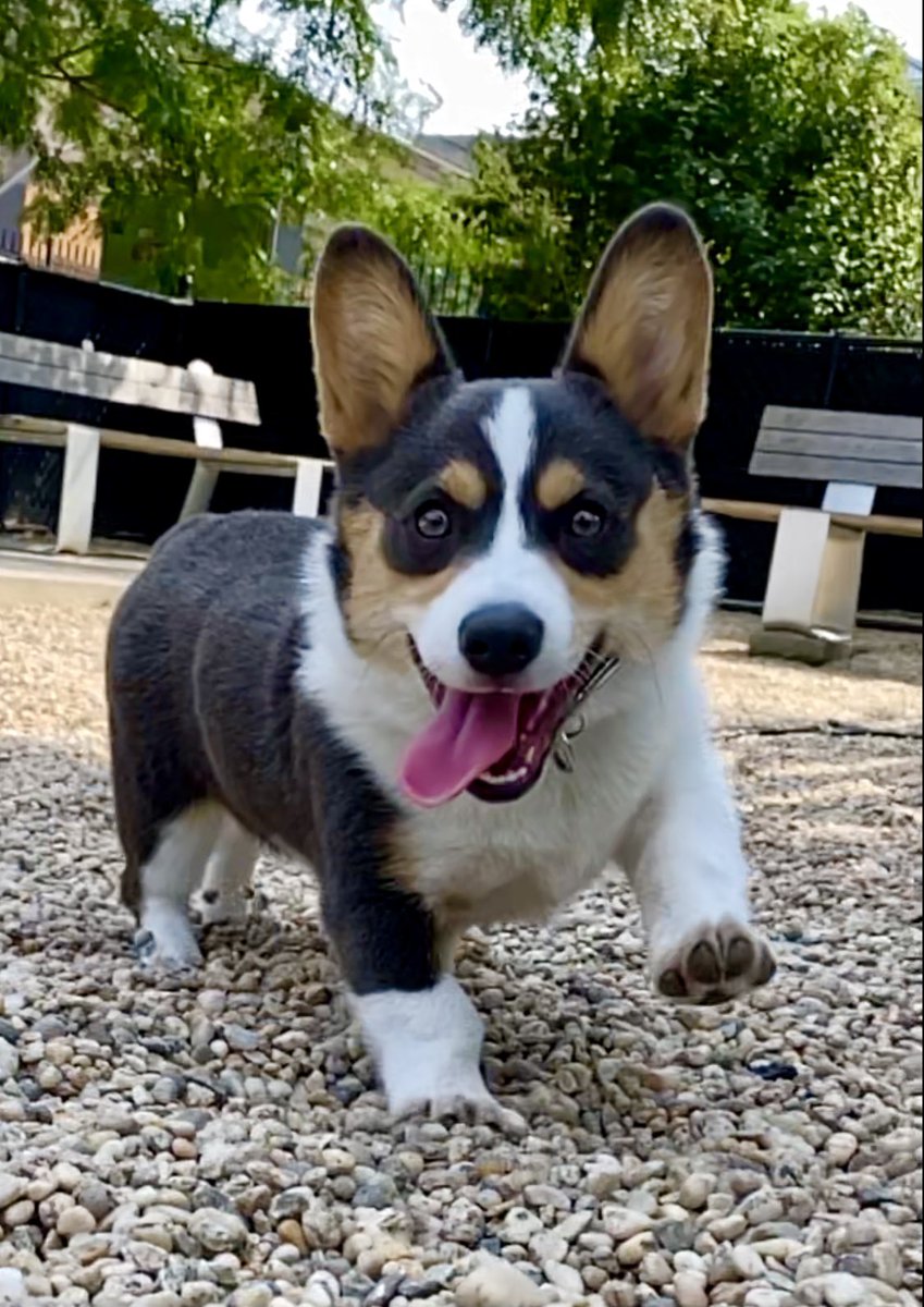 bodegacorgi's tweet photo. @dog_rates I have same problem except was running towards phone - now it only works if I look like crazy with my 👅 out https://t.co/UfSh1OjlDd