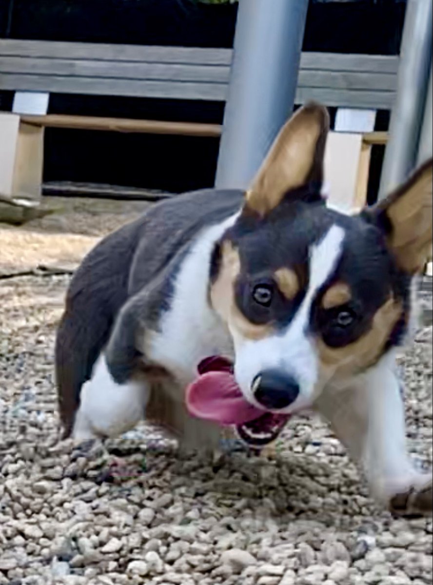 bodegacorgi's tweet photo. @dog_rates I have same problem except was running towards phone - now it only works if I look like crazy with my 👅 out https://t.co/UfSh1OjlDd
