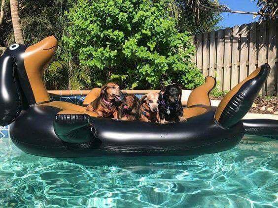SteveC757's tweet photo. @SensualCMT For the dogs https://t.co/ciOYsFM85N