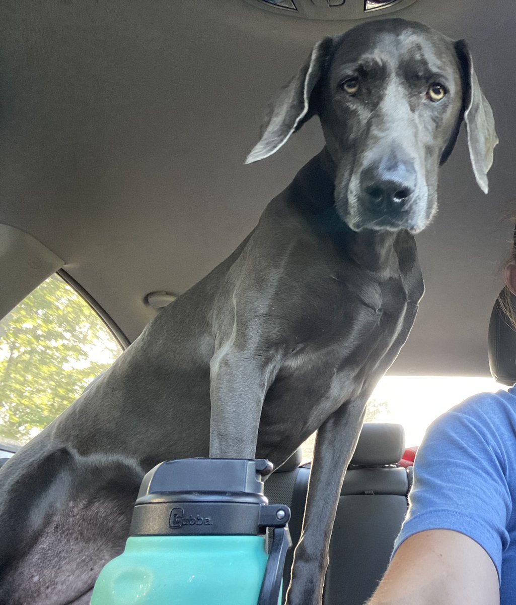 linz89_98's tweet photo. My ride or die! #joeypearl #weimtime #mygirl #sheblue https://t.co/YiC0PhsWqz