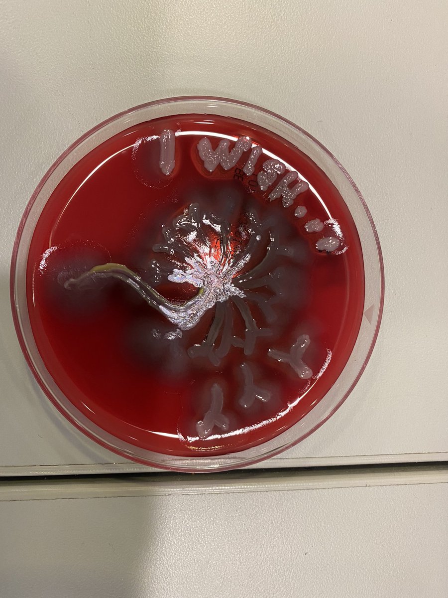 My favorite part of lab week. Agar art. It’s a dandelion. 🤣 #LabWeek2022
