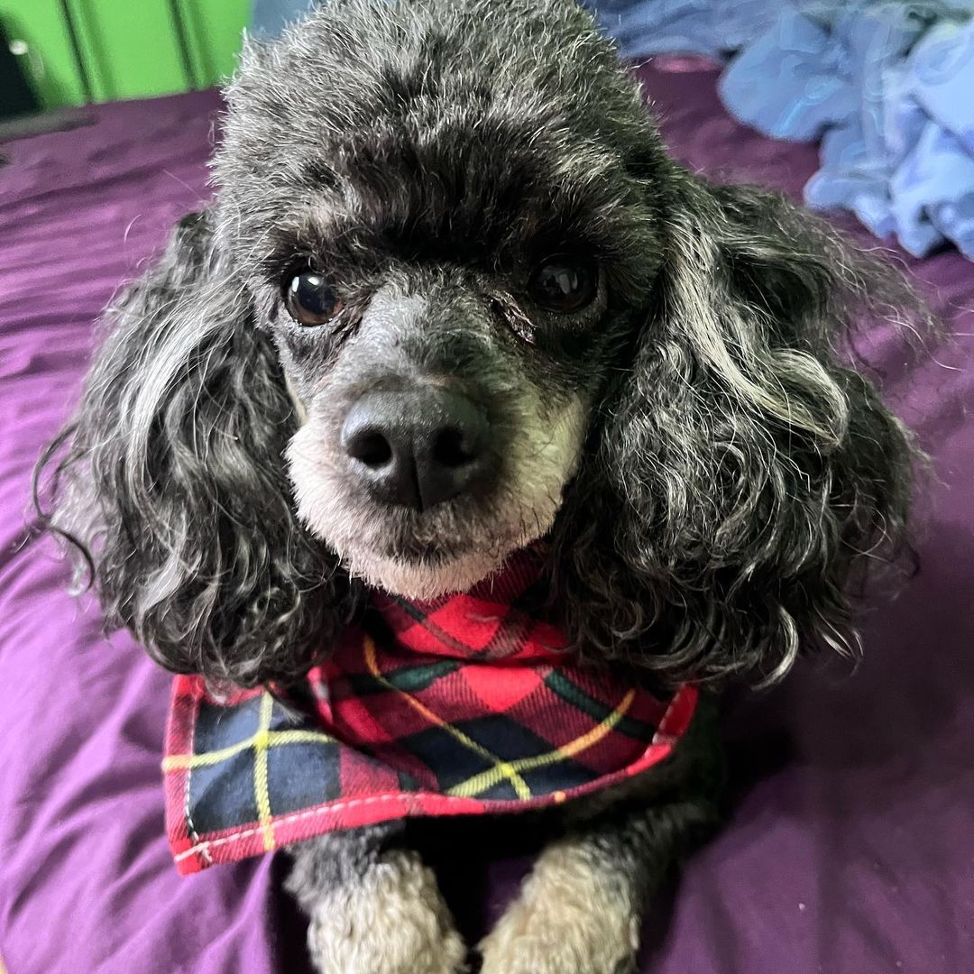 laffarsmith's tweet photo. Carson looking dapper. :-) I'm not one for dressing up my dog but he looks so cute in this. Not that he'll keep it on for long.

Have you ever dressed up your pet?

#puppyluv #poodlesofinstagram #poodlecross #moodle #petlovers #dogclothes #cutepooch #lovemydog #fridayfunny https://t.co/vTCoOzhHZw