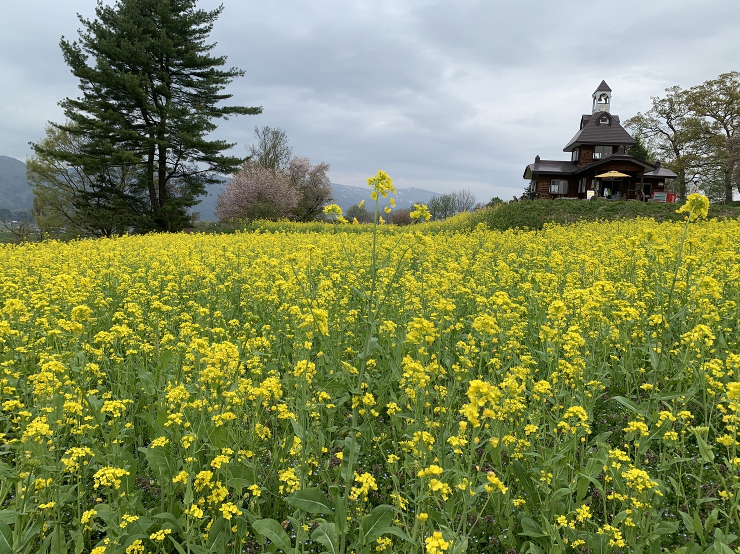 いいやま菜の花まつり 長野県飯山市 Iiyamananohana Twitter