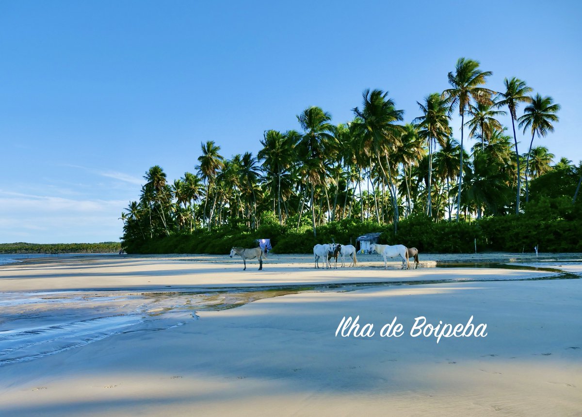 Ruitort2's tweet photo. Boipeba, est une petite île bordée de plages sublimes située dans l’Etat de Bahia, plus précisément dans l’archipel de Tinharé. Ici, vous ne trouverez ni voitures, ni banques, ni  distributeurs !  #boipeba #bresil
https://t.co/vADuc2RKqs https://t.co/ACyCMOYa5A