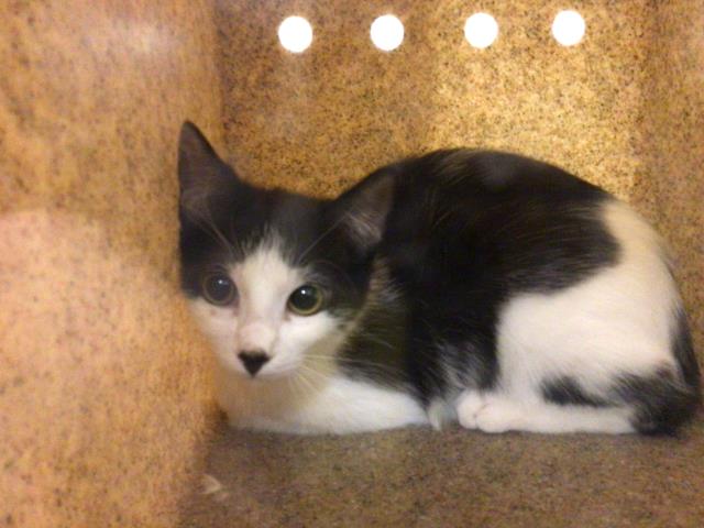 CutePetsRvrside's tweet photo. Hey! I am a female, 5.80 lbs, white and black Domestic Shorthair. I am… https://t.co/9G3GlaCOap https://t.co/43ltege1tw