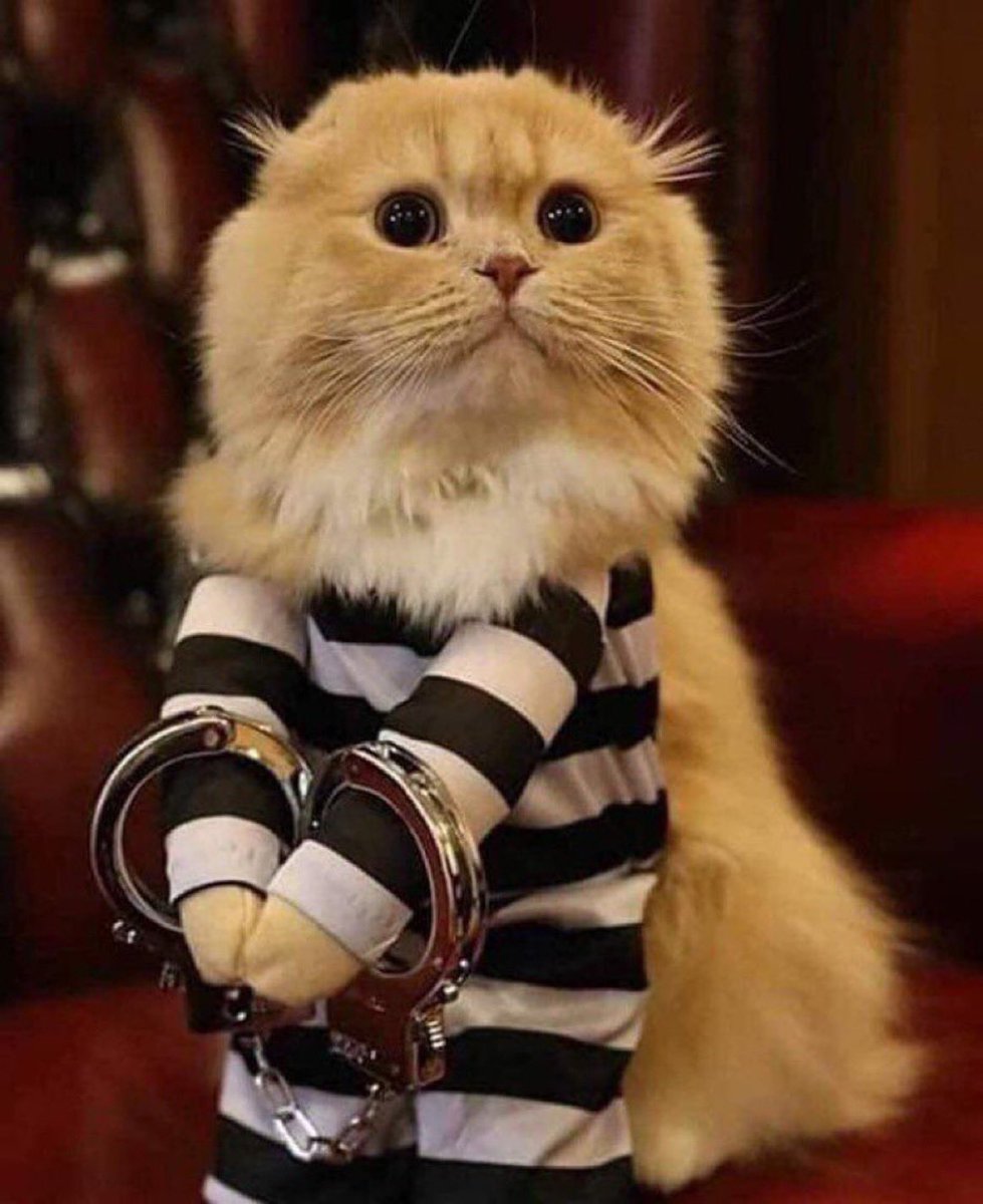 KassKille's tweet photo. @thatdayin1992 @ThumpForTrump Russian cat tried to participate in beauty contest in London. https://t.co/S4ysL5j5Qm