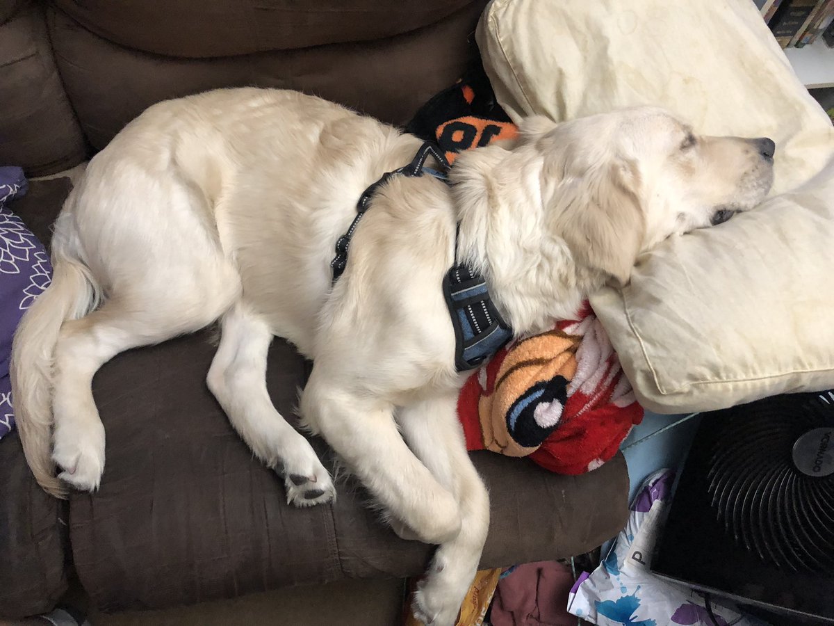 I got up to get dinner ready to put in the oven. This is what I came back to. Guess I’m standing.