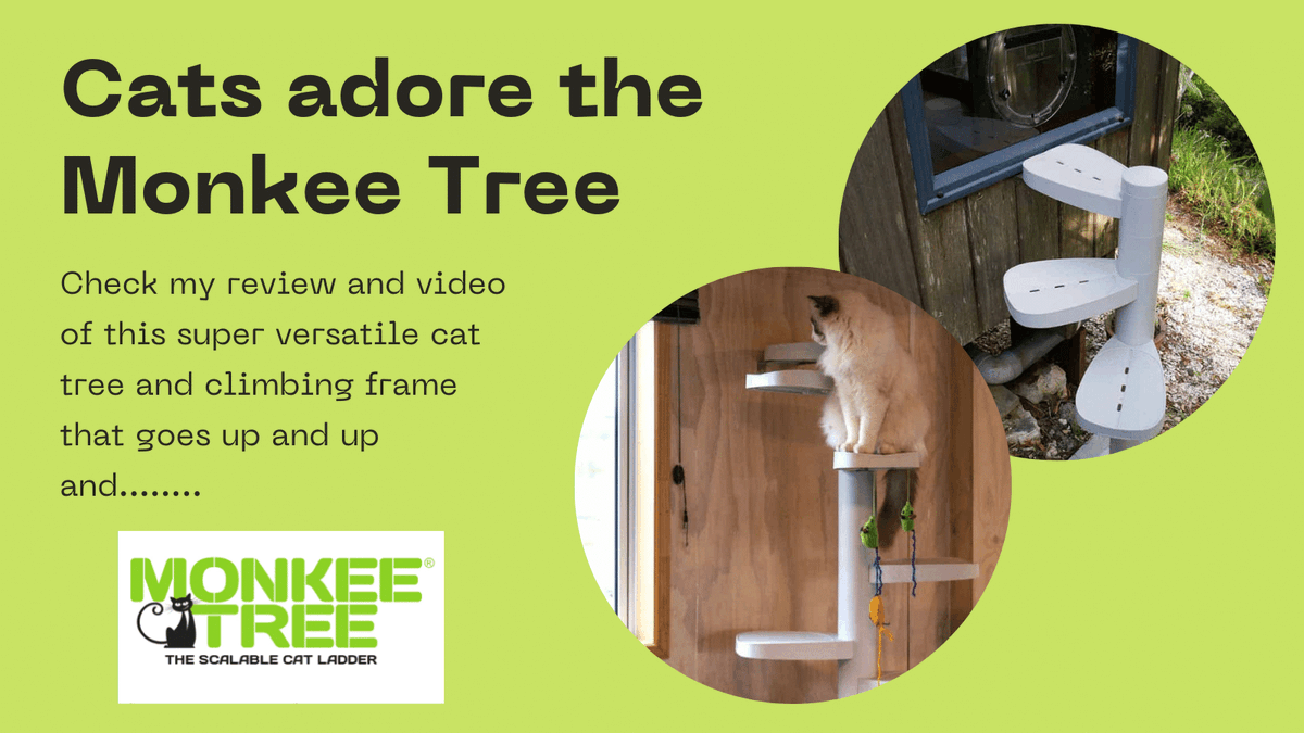 DashKitten's tweet photo. UPDATE to our #MadeinNewZealand and #Designed in #NewZealand post! https://t.co/lxk9R76h66 The versatile and durable #MonkeeTree is a great #catlovers treat for your cats AND it now has the cutest toy for cats to play with. #sponsored https://t.co/bNpbTpioFy