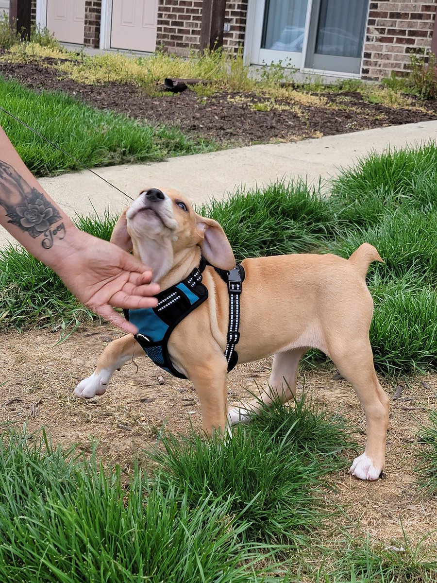 LadyLibertyInPA's tweet photo. Guys!!! My mom's say her neighbor getted a new fren!!! Her name is Eve! Isn't her SOOOO cute?? https://t.co/J0D01wFjRC