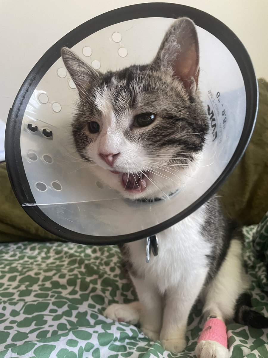 ginngasnapps's tweet photo. Please consider donating to my precious, new cat Callisto’s gofundme page. She had full dental extraction and has no more teeth 🥺 any donation goes directly to paying her medical bills. Please RT!

https://t.co/tLGUmsaggq

#GoFundMe #CatsOfTwitter #NFLDraft https://t.co/ri3j3vZfdM