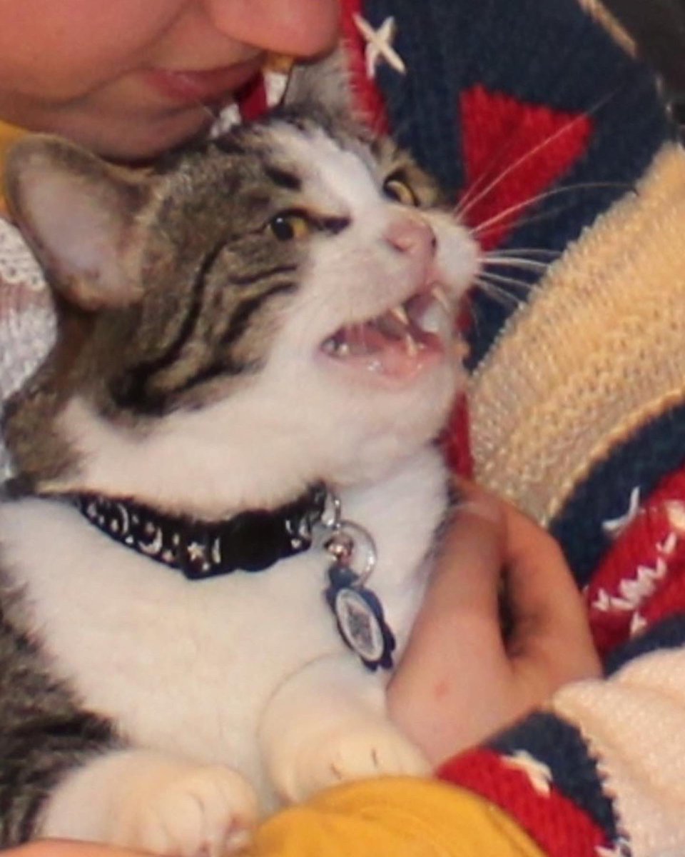 ginngasnapps's tweet photo. Please consider donating to my precious, new cat Callisto’s gofundme page. She had full dental extraction and has no more teeth 🥺 any donation goes directly to paying her medical bills. Please RT!

https://t.co/tLGUmsaggq

#GoFundMe #CatsOfTwitter #NFLDraft https://t.co/ri3j3vZfdM