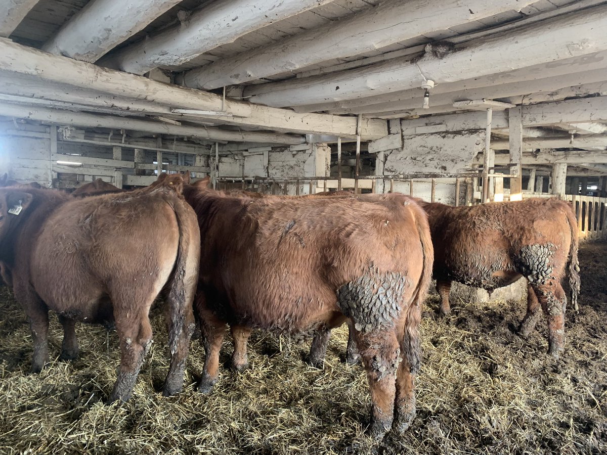 Home raised double vaccinated Red Angus x Simmental steers, no implants. Coming off round bale silage and chop. 850+ selling tomorrow at Brussels