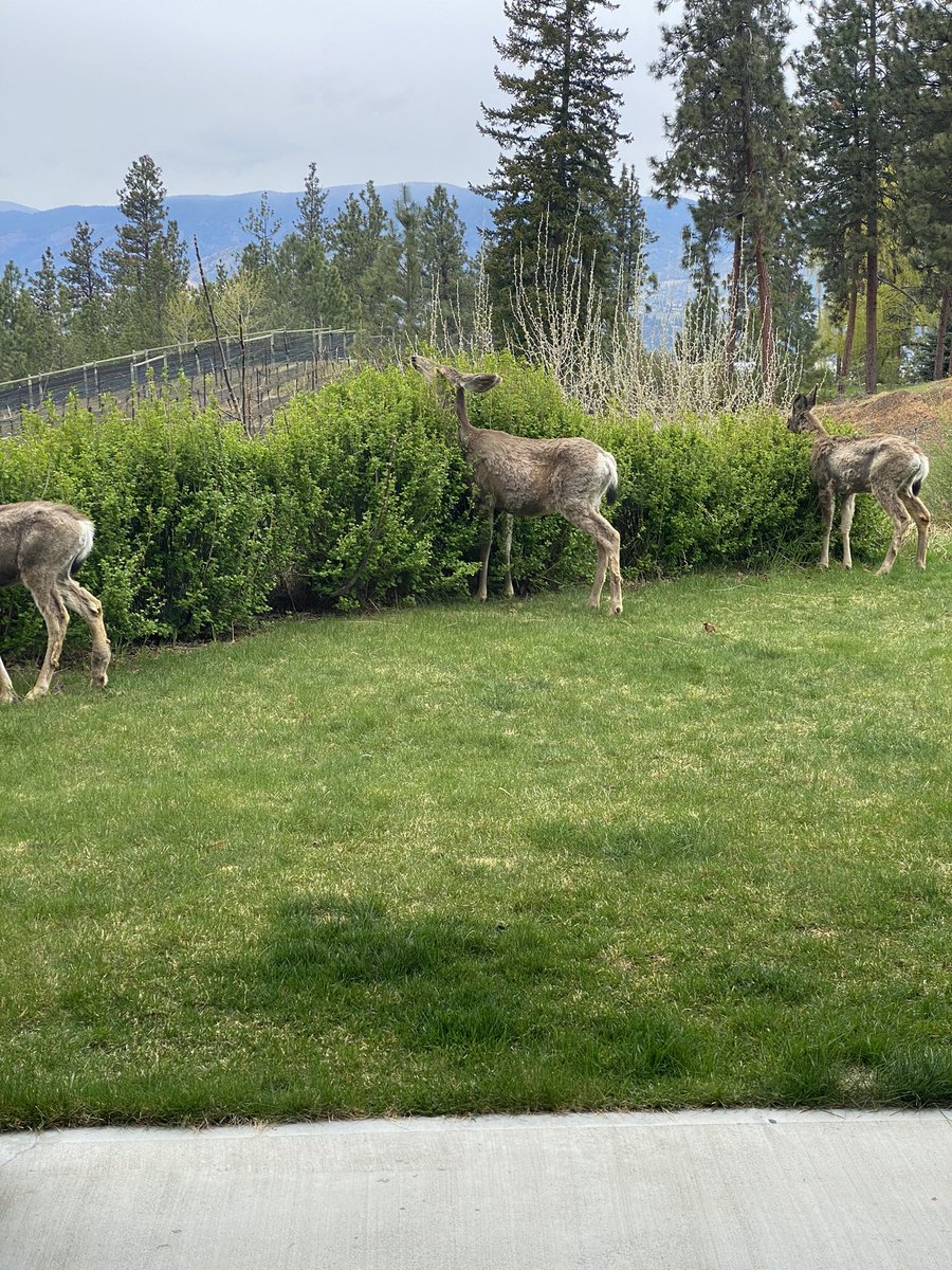 Nature is beautiful. This is my backyard. Every religion has one identical law. Love your neighbour as yourself. Why don’t we live like this daily. Wouldn’t we be so much happier. I wish I could have this desire daily. I make a promise to think about living this law daily.  #love