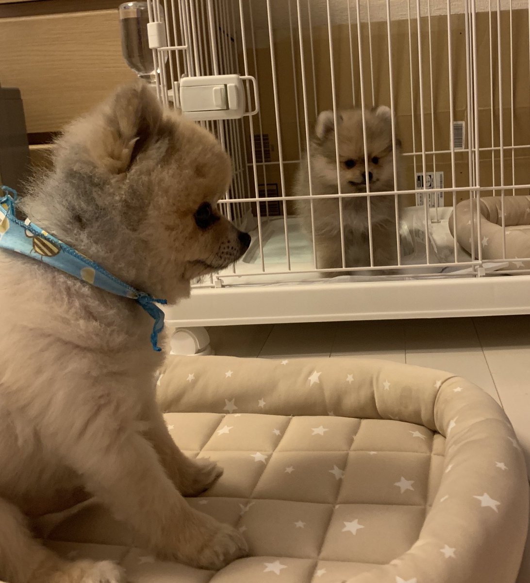 ぽんたと夢之介 tweet media