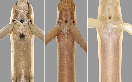 Zootaxa's tweet image. Morphological study of nymphal stages in Tenodera fasciata (Olivier, 1792) (#Mantodea: Mantidae).
mapress.com/zt/article/vie…
#Taxonomy