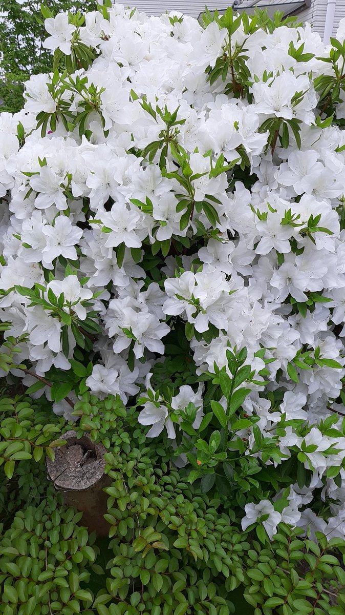 cozymacias's tweet photo. Good morning Full bloom. #azalea #ツツジ #つつじ #galaxya7 https://t.co/xAS7UGUkd4