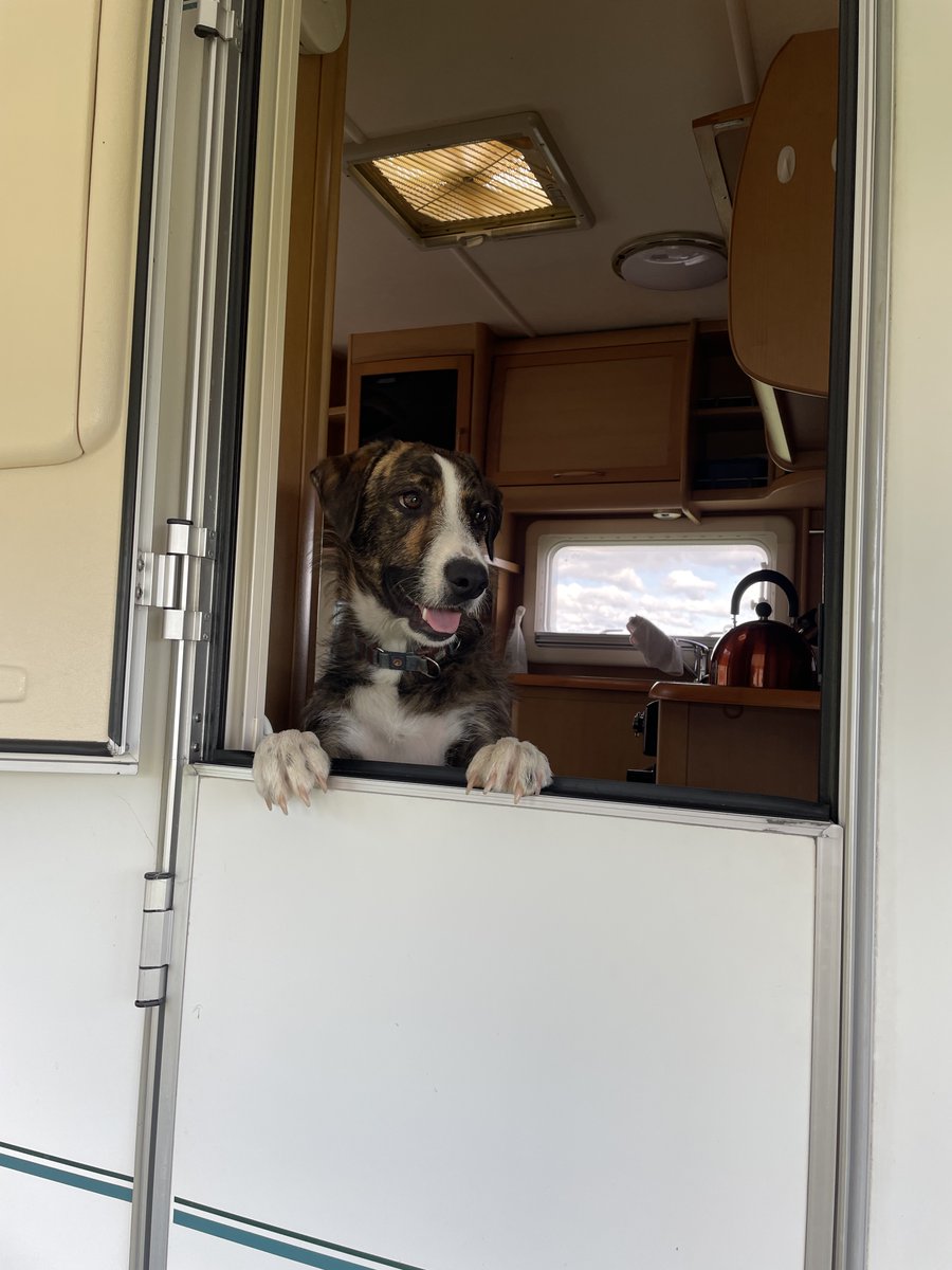 WasPhantom's tweet photo. @Knhannah A couple of recent pictures of my doggos. https://t.co/3iB3LbbcVz