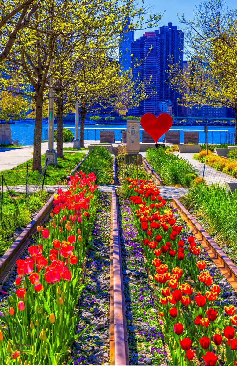 Beautiful #spring blossoms &amp; blue skies today in #NYC. #NewYorkCIty