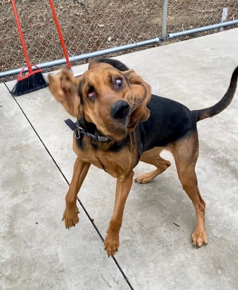 dog_rates's tweet photo. This is Imogene. She accidentally set up her phone's facial recognition during a sneeze. Has to do this every time she wants to unlock it. 13/10 https://t.co/I6uVm0SuTf