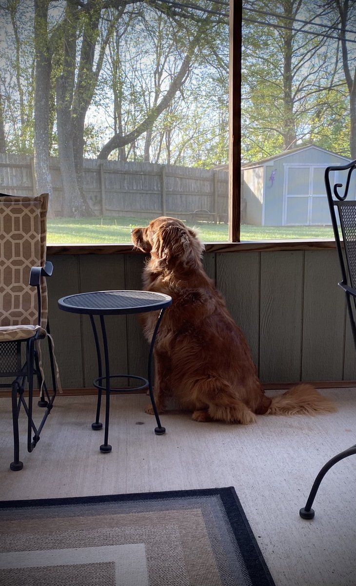 mandibartley's tweet photo. @WKYT Goldens hands down ��💛 https://t.co/abrgVRG6v7