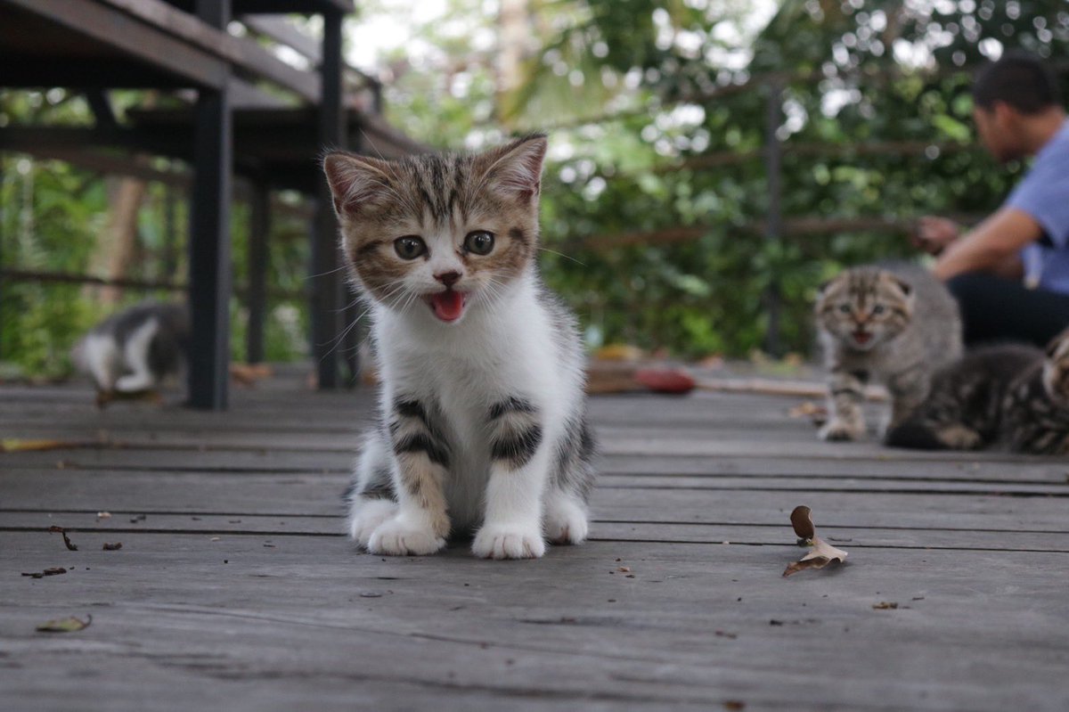 มิ้วมิ้ว tweet media