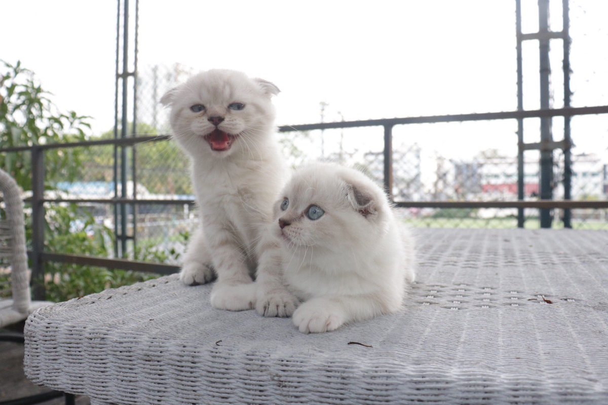 มิ้วมิ้ว tweet media