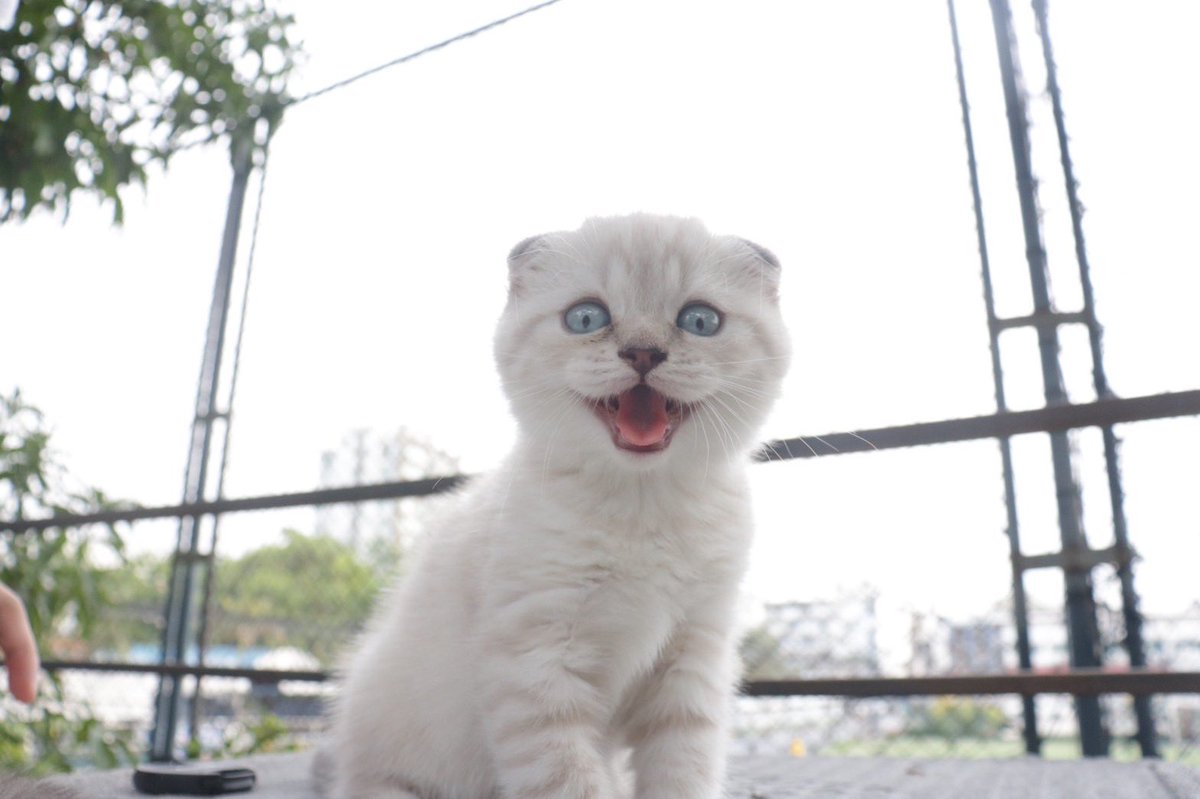 มิ้วมิ้ว tweet media