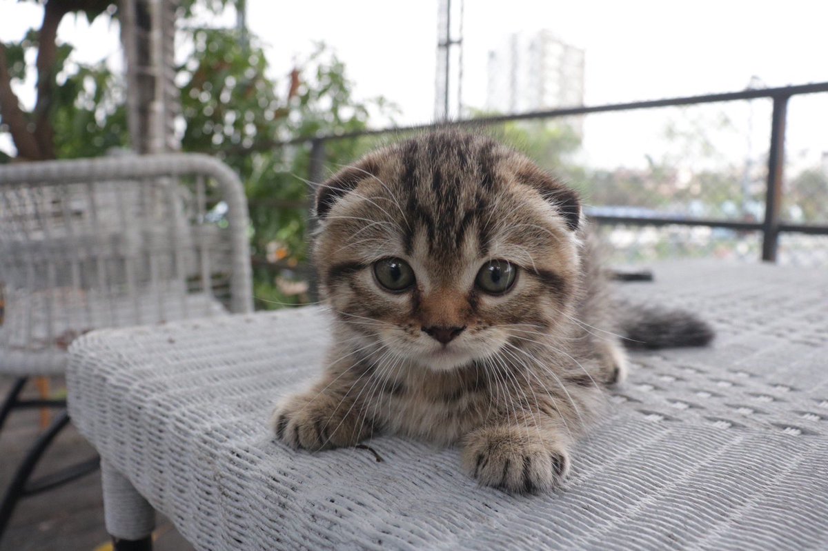 มิ้วมิ้ว tweet media