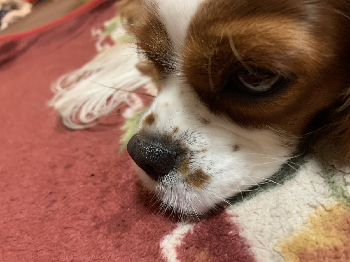 dogstella2's tweet photo. おはようございます😃 https://t.co/xrk81bZPIP