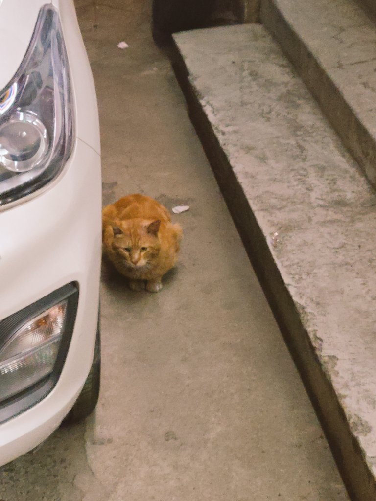 math_cafe_luv's tweet photo. 猫たちが警戒しますね。🐈
チュル���持って行かないといけません。🤣

#猫写真 #韓国 #日常 https://t.co/dOUTGOSPkY